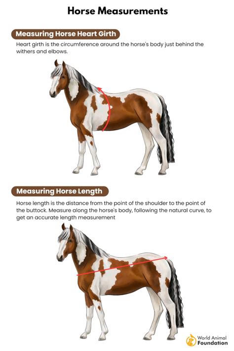 ew horse calculator.